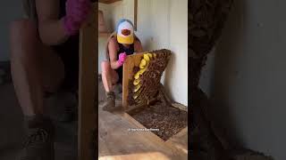 Mulher Descobre Ninho de Abelhas debaixo do Chão 😍❤️