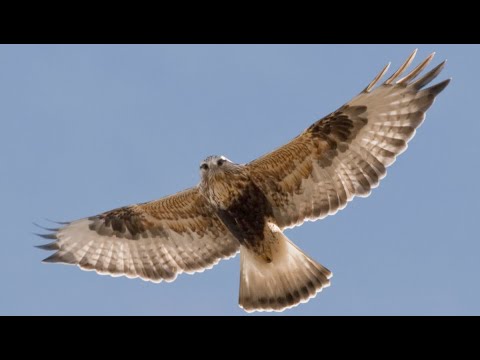 Video thumbnail for The greedy hawk