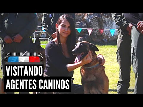 Esta es la vida de los perros K9