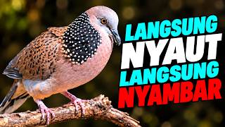 Download lagu Suara Pikat Burung Tekukur Gacor Kuk 2 Paling Ampuh Untuk Memanggil Lawan Langsung Nyaut mp3