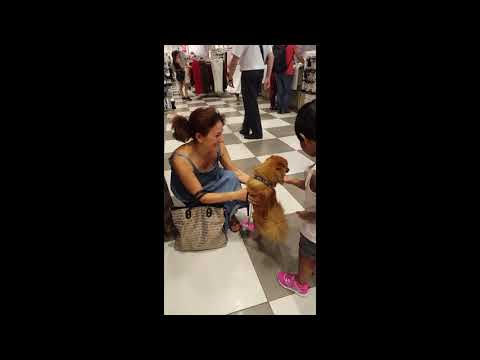cute animals - sanika playing with dog #SHORTS - sanika IT