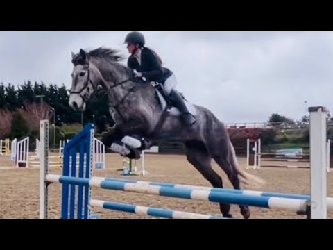 Stunning 15.2 Connemara Pony 5yo gelding - Image 2