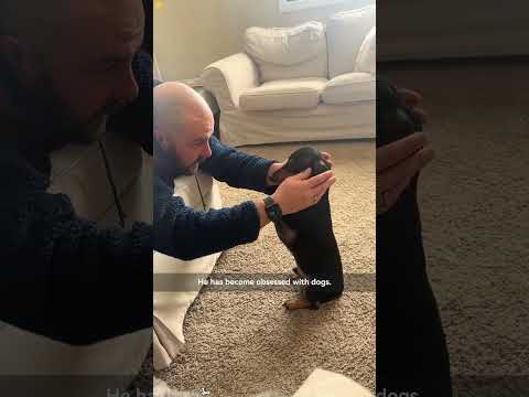 The dog is my grandfather’s companion #doggielife #funnypets #funny #dogsworld #adorabledog