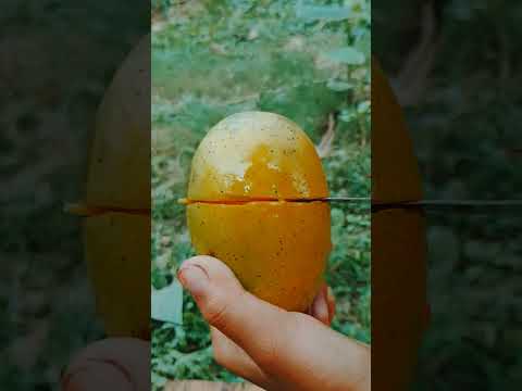Mango cutting #shorts #mango #food #fruit #trending