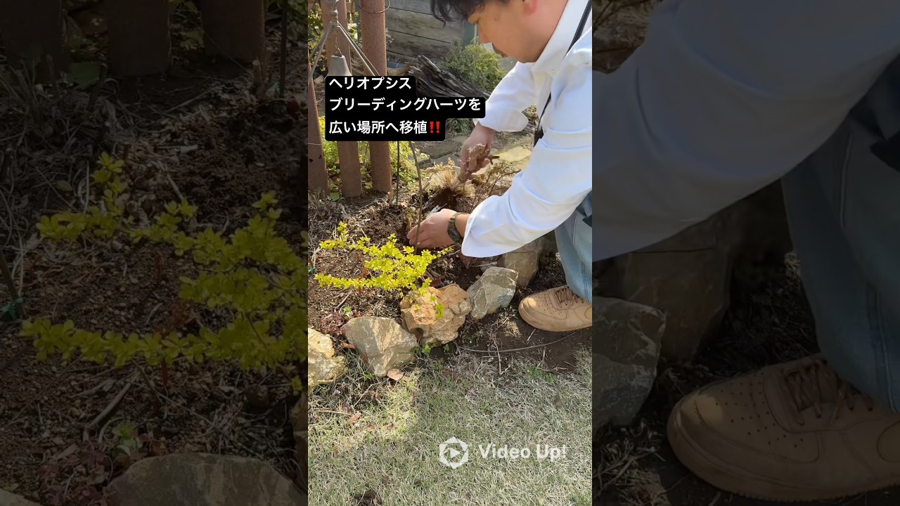 ヘリオプシスを広い場所へ‼️#shorts #ガーデニング #園芸 #フローラ黒田園芸 #黒田園芸 #黒田健太郎 #フローラ黒田園芸ガーデニングチャンネル