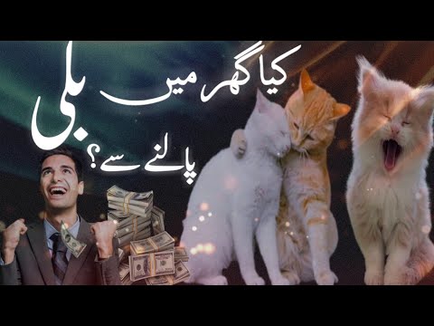 billi ko ghar mein paalne se| Why do Cats disappear on Eid ul adha|cat|awan voice