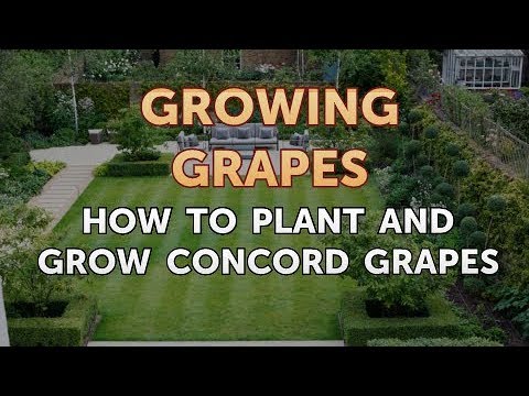 download lagu mp3 mp4 Growing Concord Grapes, download lagu Growing Concord Grapes gratis, unduh video klip Growing Concord Grapes