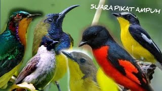 Download lagu SUARA PIKAT BURUNG TERBARU PALING AMPUH | 2020 mp3