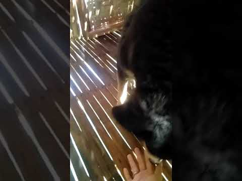 When you miss your dog so much 🐶🐶💞