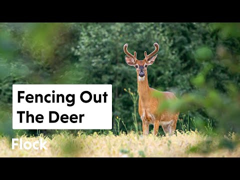 A FOREST Without DEER BROWSE — Ep. 045