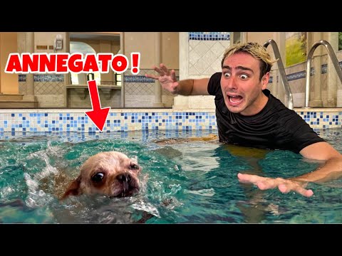 OUR DOG DROWNED IN THE POOL! SHOULD WE GO TO THE EMERGENCY ROOM? 😱🚑