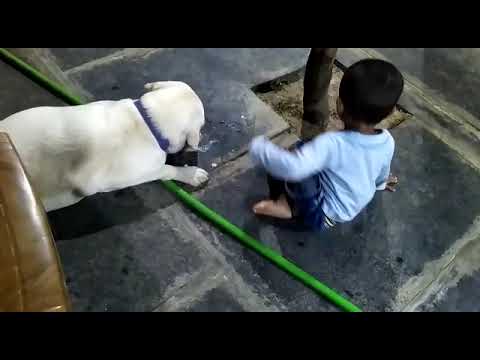 Dog is acting with Shibhi😊