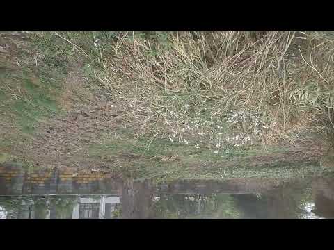 Flower garden #dhanu #love .......