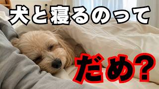 ドッグトレーナーが教える！実際、犬と一緒に寝てもいいの？