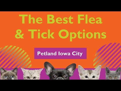 Fleas & Ticks: What You Should Know