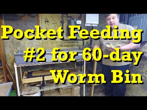 After 10 days another pocket feeding of 60-day bin - vermicomposting