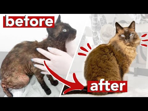 this is how I healed my rescue cat » doing an elimination diet for dogs and cats