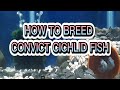 CONVICT CICHLID FISH 100% BREEDING SUCCESSFUL // Fish breeding Tutorial 8
