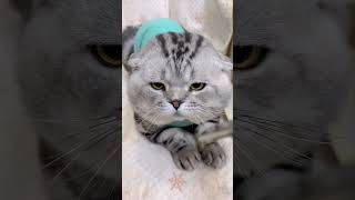 Funny Cat Overreact LOL 😆 🤣 😂 😄 😜 😅 ♥️❤️😍