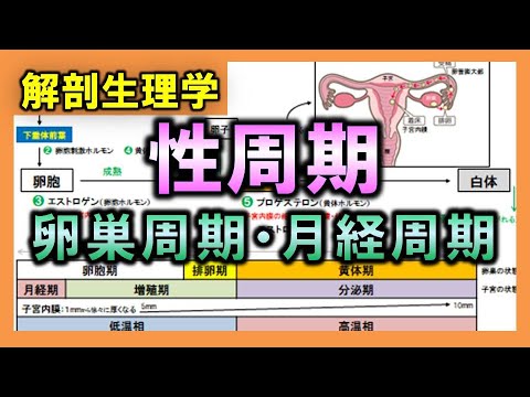 月経周期について詳しく解説