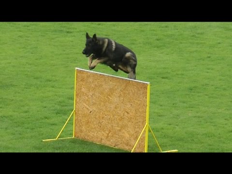 Urri z Kurimskeho haje - Slovak Championship GSD and 2nd Qualification trial FCI / WUSV 2015 - B: 93