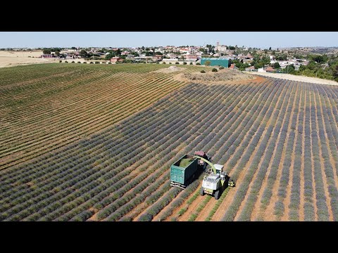 Fotograma del vídeo: El cultivo de aromáticas