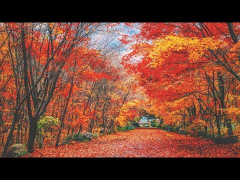 [4k] Scenic Autumn Drive Through Forests | See Beautiful Fall Colors in Toronto | Toronto To Do