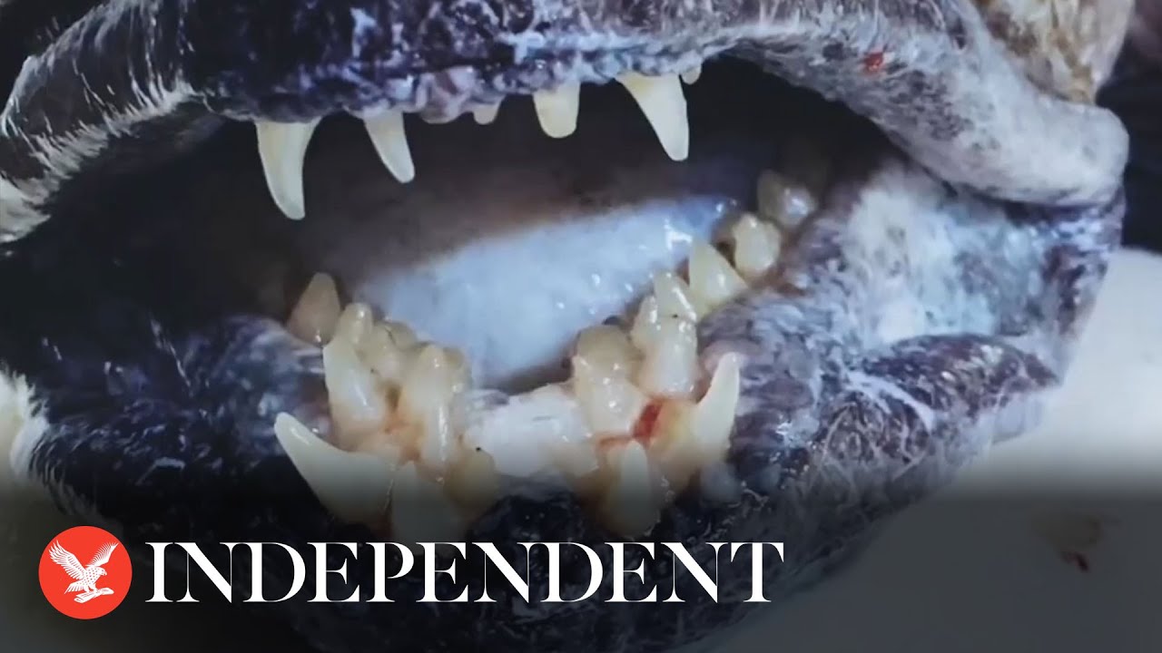 Fish with 'human teeth' discovered in the deep ocean