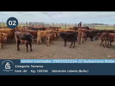 Lote Machos -  Lobería Bs As