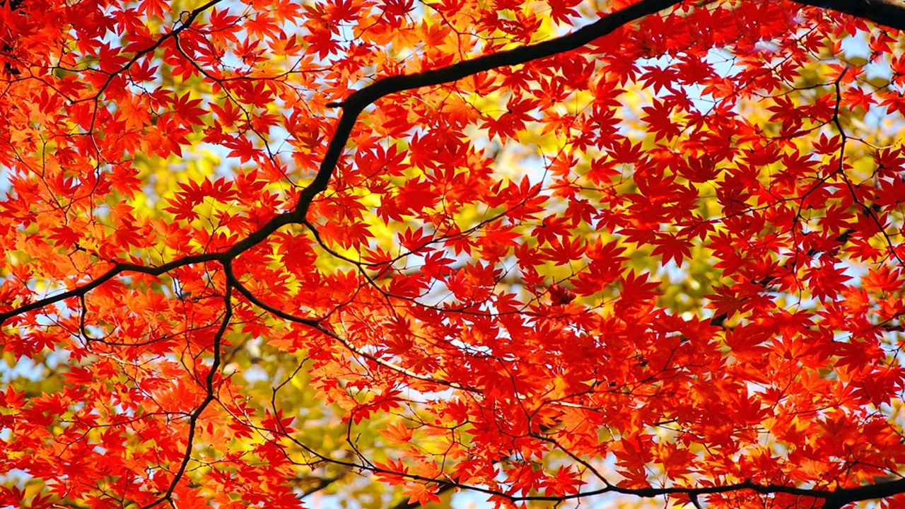 ハリネズミの行動監視カメラテスト　Hedgehog　Camera test