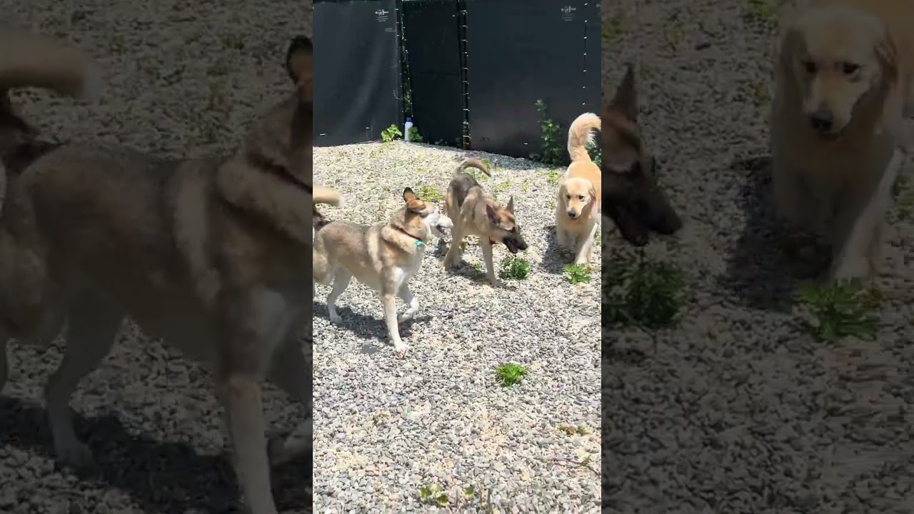 Enlarge Kippa, a Adoptable mixed breed in Brewster , NY video 5/7
