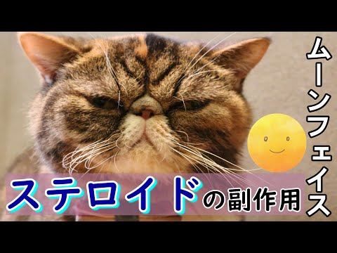 ムーンフェイスの遺伝子