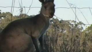 preview picture of video 'Kangeroo in the Clare Valley at Clare View B&B, Clare, South Australia'