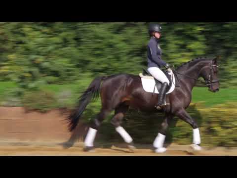 Fandango - Hengst - 2014 geboren (Flammengold x Buddenbrock)