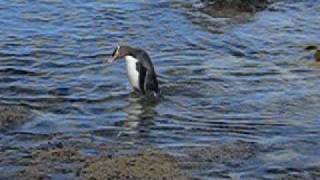 preview picture of video 'Yellow Eyed Penguin'