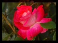 Для тех кто любит розы и красивые индийские песни. 