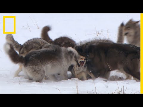 The merciless reign of a wolf pack