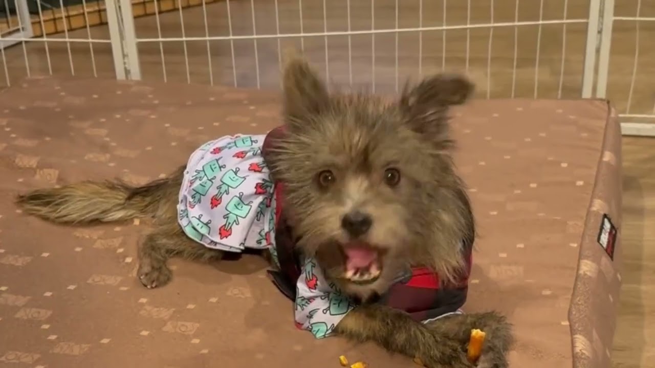 Enlarge Noa, a ADOPTABLE mixed breed in chevy chase, MD video 1/6