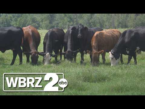 Trump signs proclamation pausing beef tariffs on 300000 ...