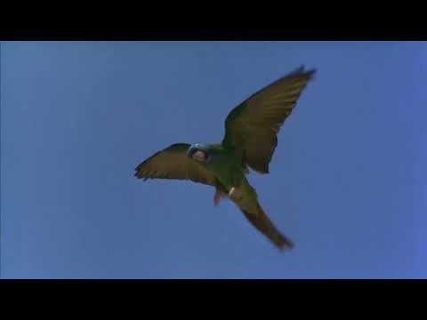 "Paulie (Paulie, el loro bocazas)" (1998). JOHN DEBNEY