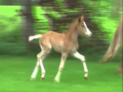 SF von FS Mr. Right - FS Don´t Worry - Golden Dancer