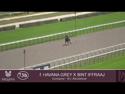 2025 Summer Sale - Lot73b f. N(HAVANA GREY x BINT IFFRAAJ)