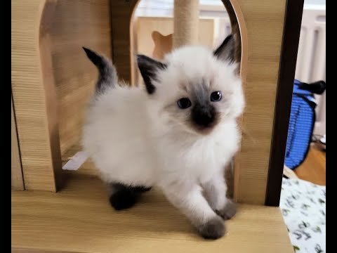 Can You Spot the Spy? Sweet Siamese Kittens Challenge. #siamesesweeties