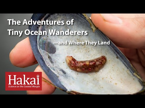 The Adventures of Tiny Ocean Wanderers—and Where They Land