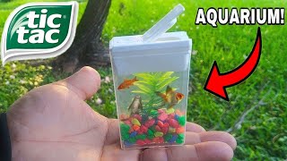 TIC TAC BOX FISH AQUARIUM! DIY