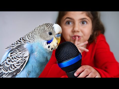 I GOT A NEW BIRD.. that sings!