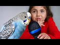 I GOT A NEW BIRD That Sings