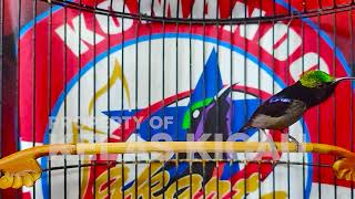 Download lagu PANCINGAN KONIN GACOR FULL ISIAN ROLL TEMBAK MEWAH !! MASTERAN KOLIBRI NINJA BAHAN AGAR CEPAT EMOSI mp3