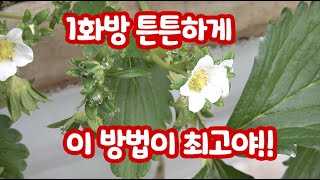 딸기 1화방 출뢰!! 이거는 꼭해야 튼실한 1화방에 개화!!!