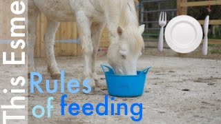 Feeding | Horse care | This Esme